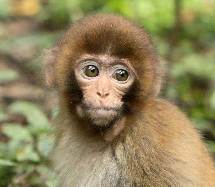 柵欄質量不好，動物園獼猴（hóu）“離（lí）家出走”